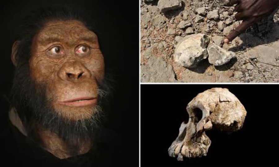 Жизнь миллион лет назад. Австралопитек анамский. Австралопитек анамский Australopithecus anamensis. Анамский австралопитек череп. Австралопитек афарский реконструкция.
